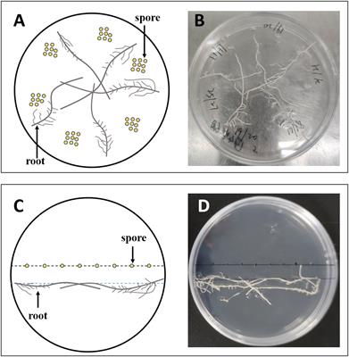 Exogenous myristate promotes the colonization of arbuscular mycorrhizal fungi in tomato